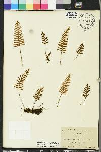 Pleopeltis polypodioides image