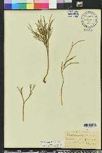 Psilotum nudum image