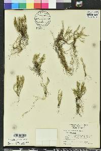 Selaginella arenicola image