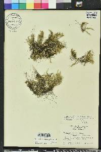 Selaginella arenicola image