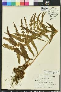 Dryopteris ludoviciana image