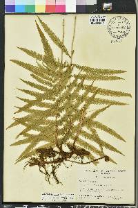 Thelypteris ovata image