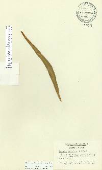 Pleopeltis marginata image