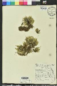 Selaginella arenicola image