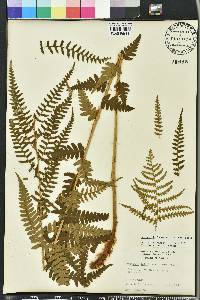 Dryopteris ludoviciana image