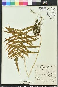 Thelypteris ovata image