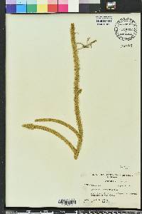 Lycopodiella alopecuroides image