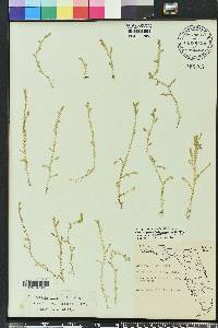 Selaginella apoda image