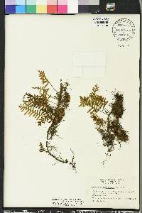 Pleopeltis polypodioides image