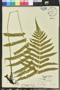 Thelypteris kunthii image