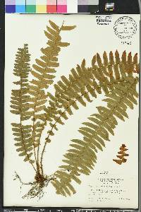 Nephrolepis exaltata image