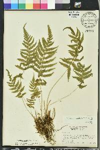 Thelypteris kunthii image