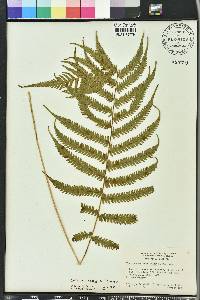 Thelypteris kunthii image