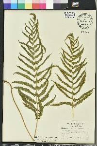 Thelypteris kunthii image