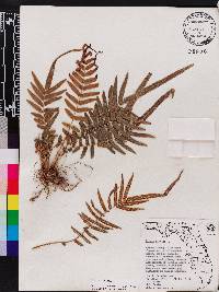 Pteris vittata image