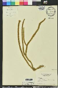 Lycopodiella alopecuroides image