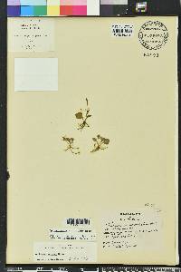 Ophioglossum petiolatum image