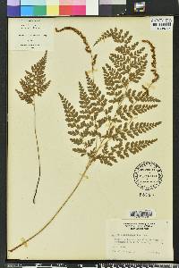 Anemia adiantifolia image