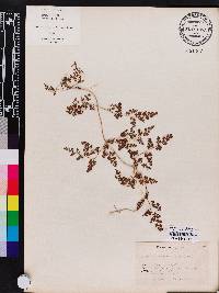 Lygodium japonicum image
