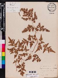 Lygodium japonicum image
