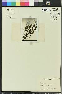 Ceratopteris thalictroides image