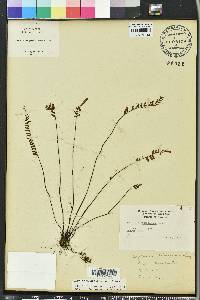 Asplenium heterochroum image