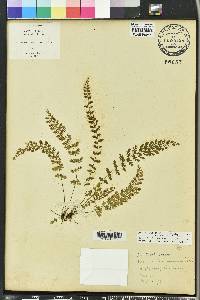 Asplenium x biscaynianum image