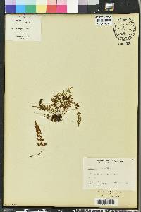 Asplenium montanum image