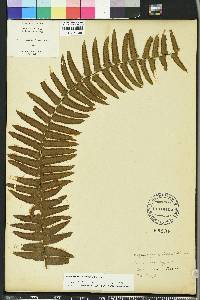 Nephrolepis x averyi image