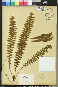 Nephrolepis exaltata image