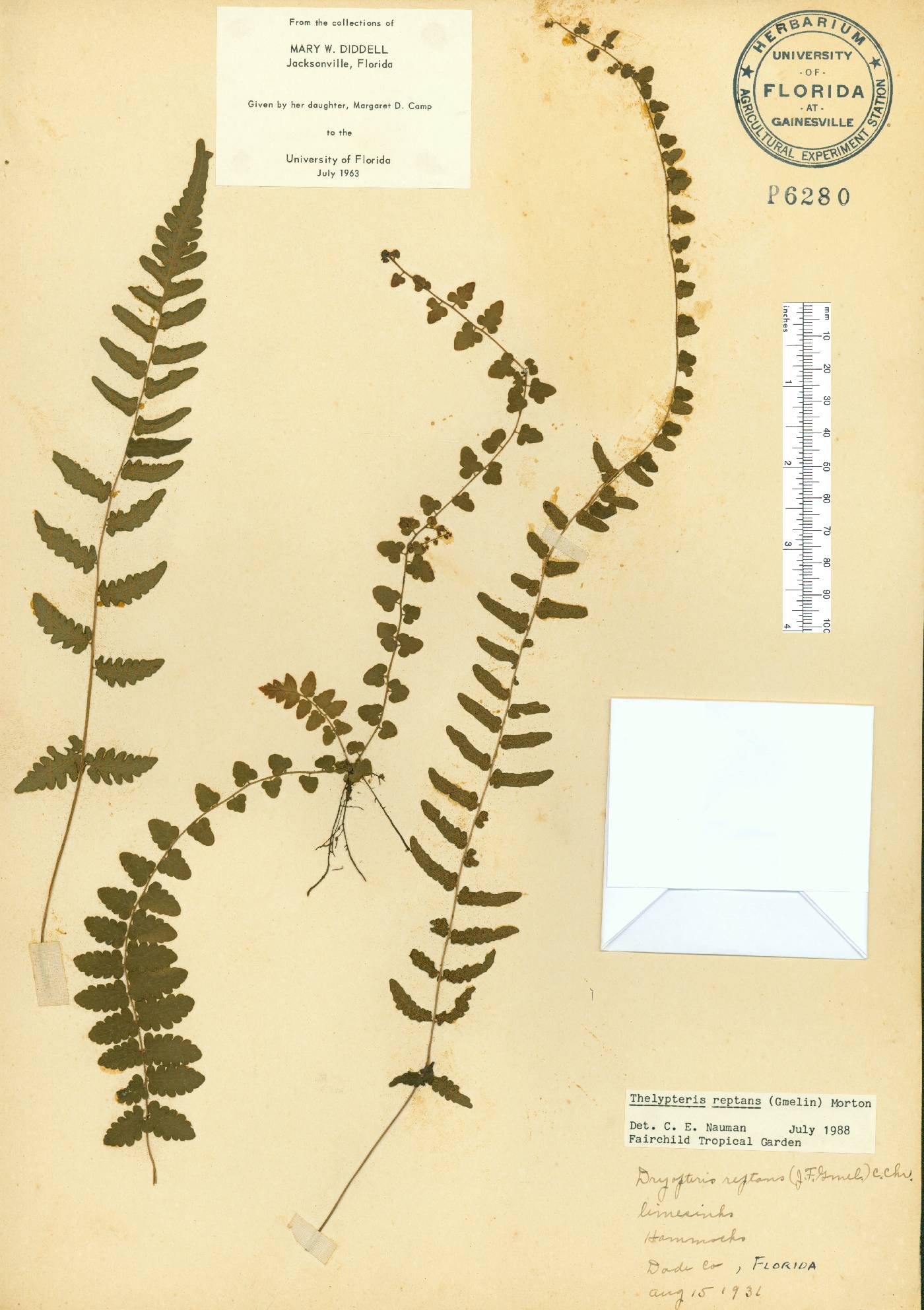 Thelypteris reptans image