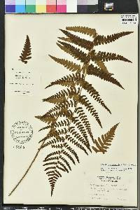 Dryopteris ludoviciana image