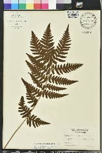 Dryopteris ludoviciana image