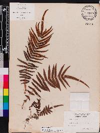 Pteris vittata image