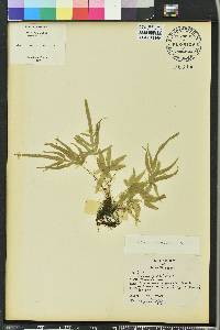 Pteris multifida image