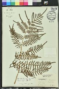 Pteridium aquilinum subsp. pseudocaudatum image