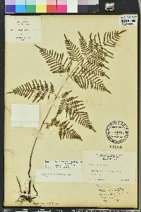 Pteridium aquilinum var. caudatum image