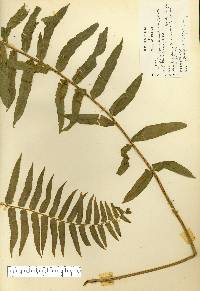 Nephrolepis biserrata image