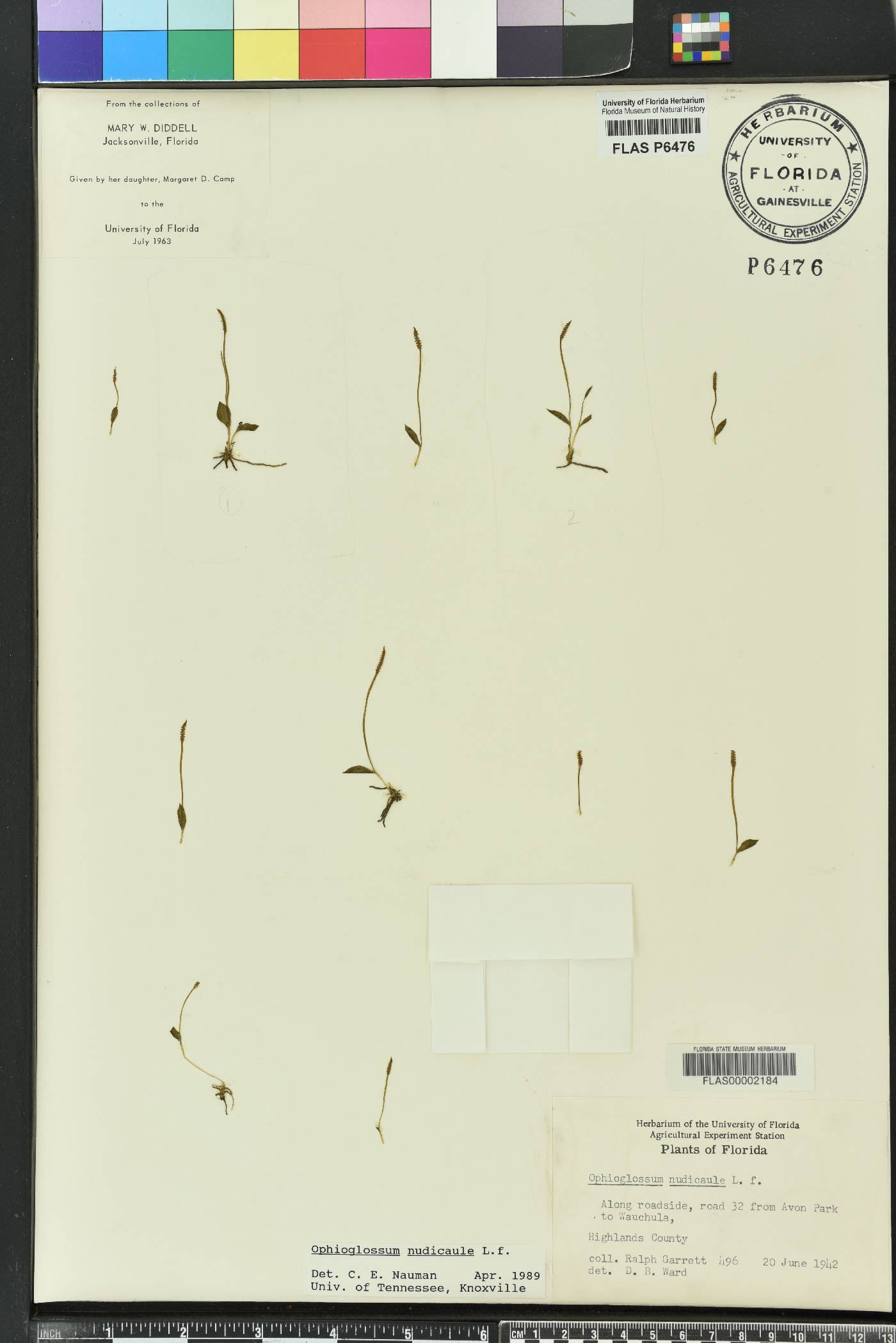 Ophioglossum nudicaule image