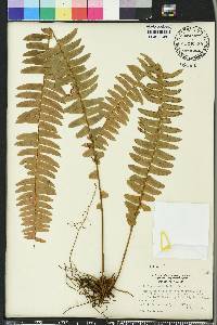 Nephrolepis exaltata image