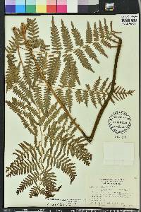 Pteridium aquilinum subsp. pseudocaudatum image