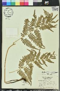 Pteridium aquilinum subsp. pseudocaudatum image