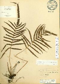 Thelypteris augescens image