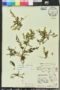 Ceratopteris thalictroides image