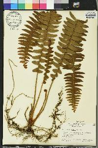 Nephrolepis exaltata image