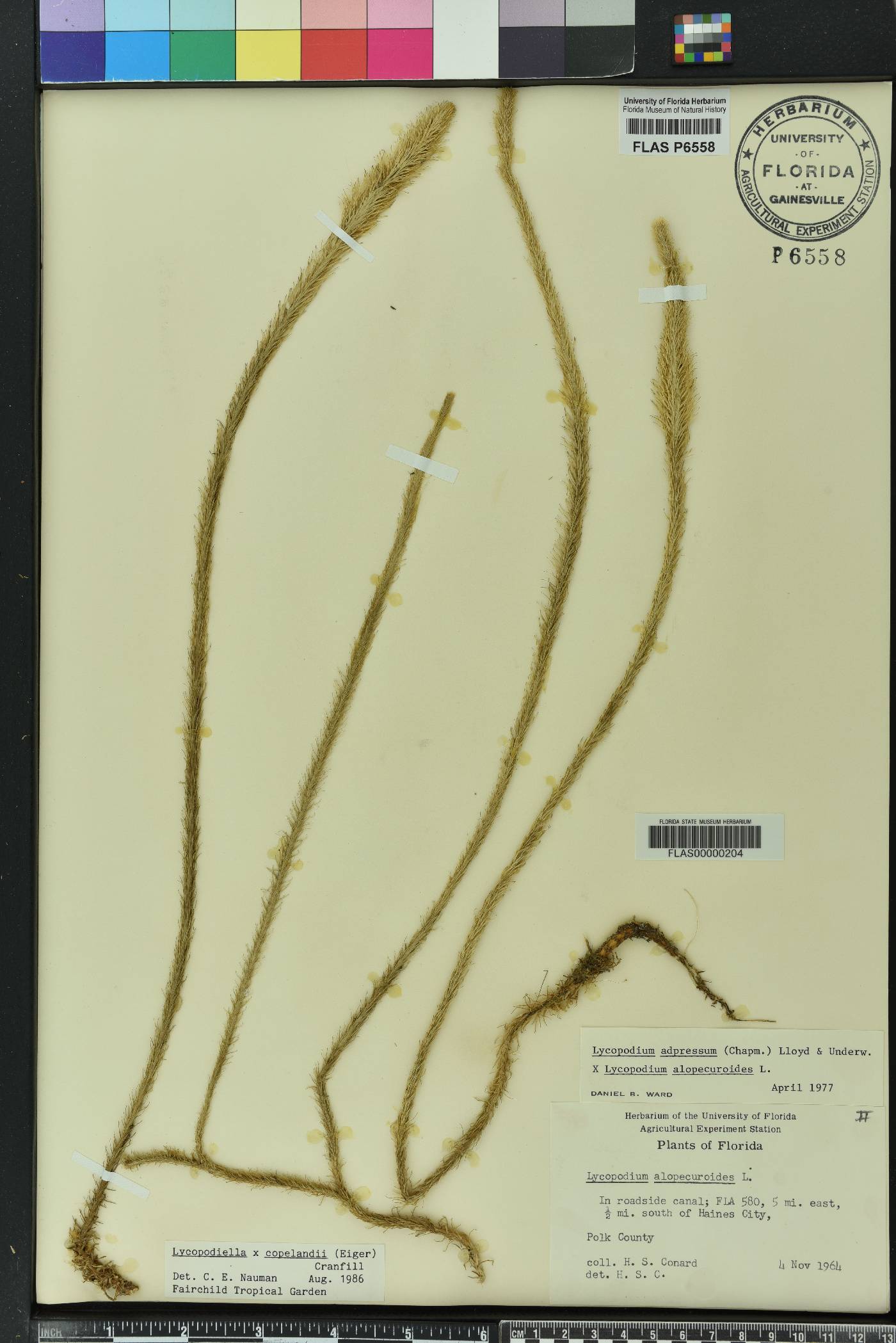 Lycopodiella x copelandii image