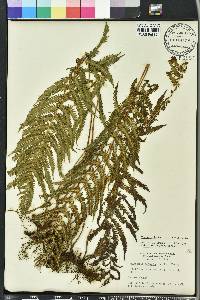Thelypteris kunthii image