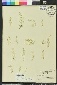 Selaginella apoda image