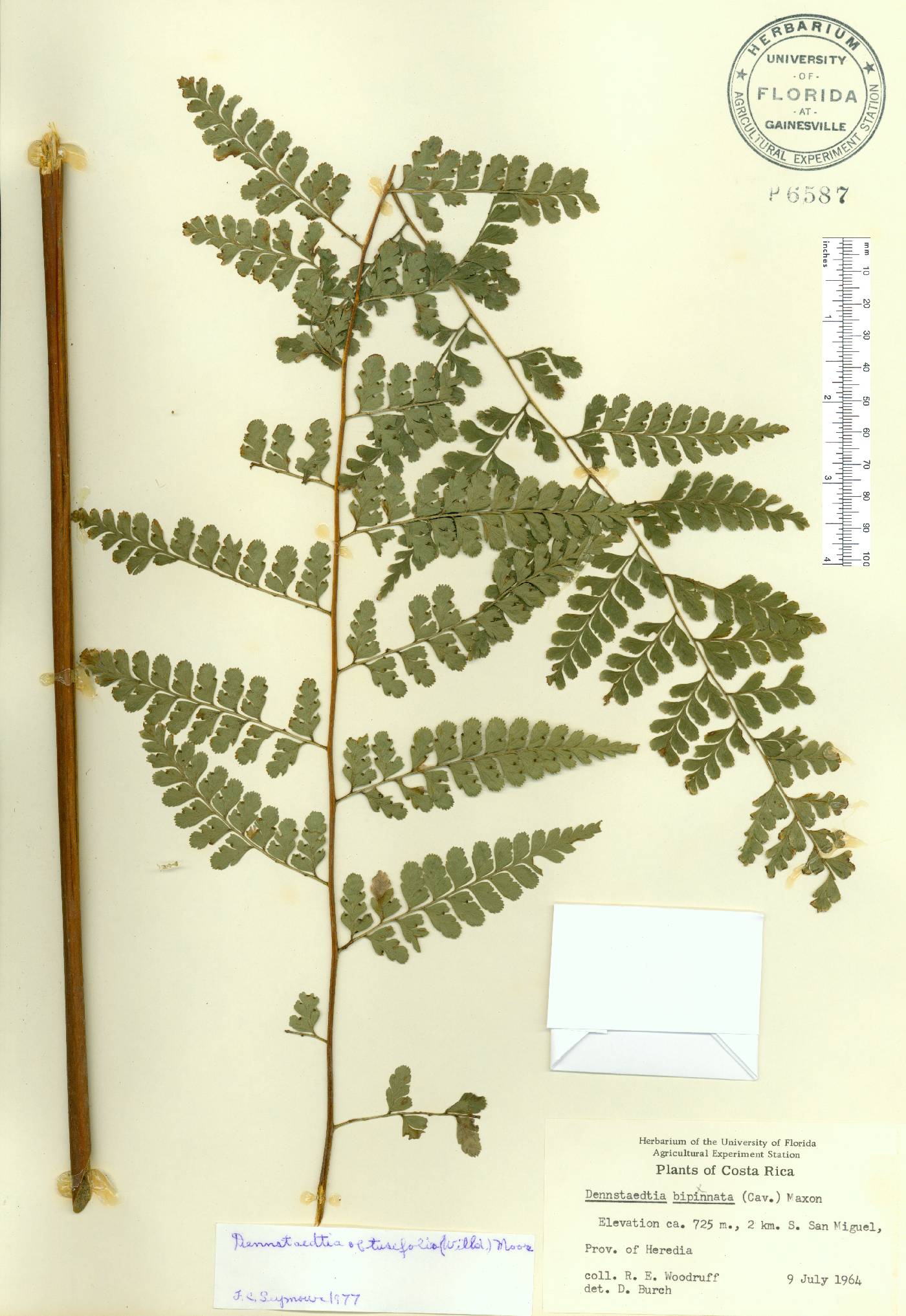 Dennstaedtia obtusifolia image