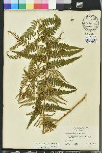 Dryopteris ludoviciana image